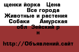 щенки йорка › Цена ­ 15 000 - Все города Животные и растения » Собаки   . Амурская обл.,Зейский р-н